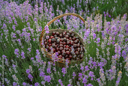 cherry in abag in a lavender field photo