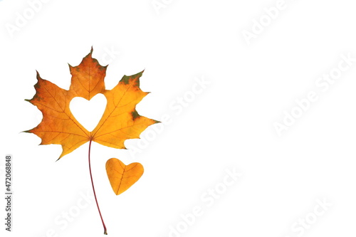 On a white isolated background lies a yellow dry maple leaf. A heart is carved in the middle.