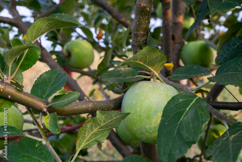 Green apples on tree branches with green leaves