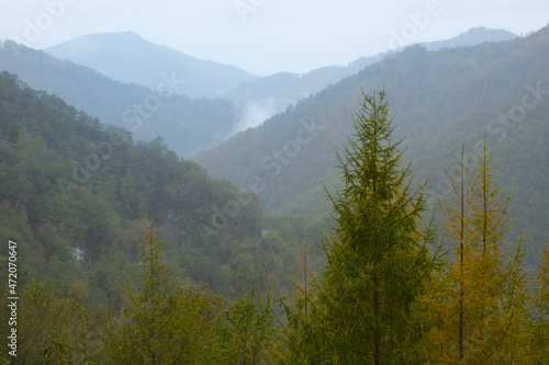 Fogs and mists and autumn colors in the forests of the Alto de Arano, Navarre