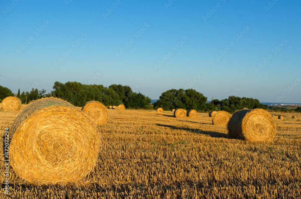 haystacks in a field at sunset on the background of the field