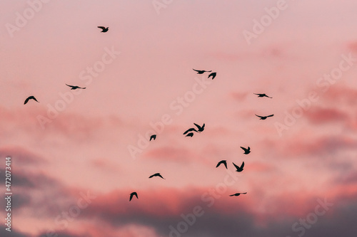 Flocks Of Wild Forest Birds Common Starling Flying In Spring Sunset Sunrise Orange Sky. Belarus, Belarusian Nature, Wildlife