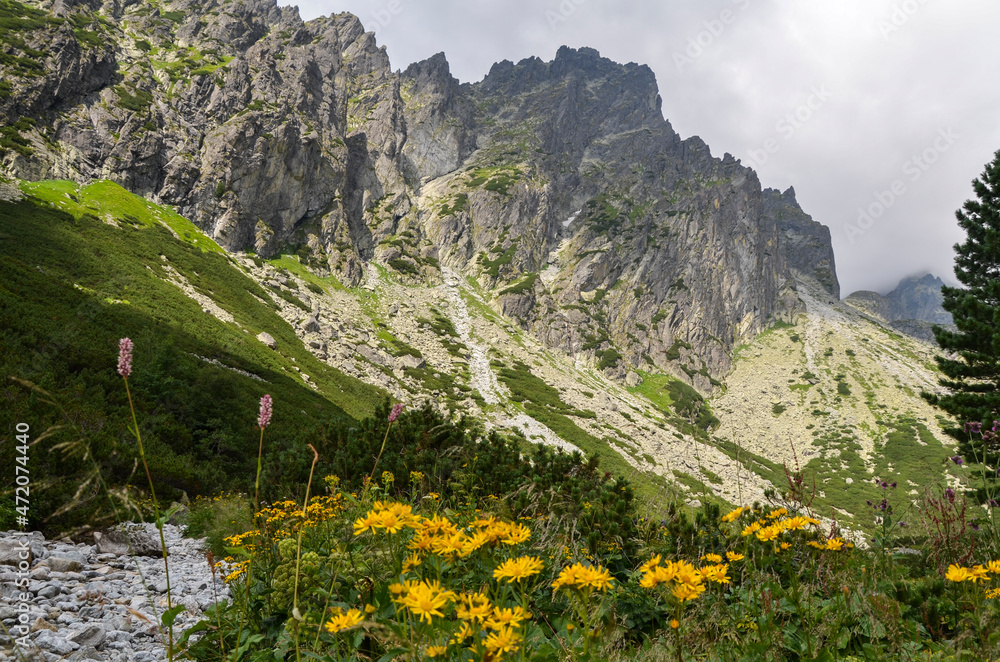 View of the mountain valley with fresh grass and blooming flowers and rocky mountain ridge of High Tatras mountains on background. Slovakia View of the mountain valley with fresh grass and blooming flowers and rocky mountain ridge of High Tatras mountains on background. Slovakia