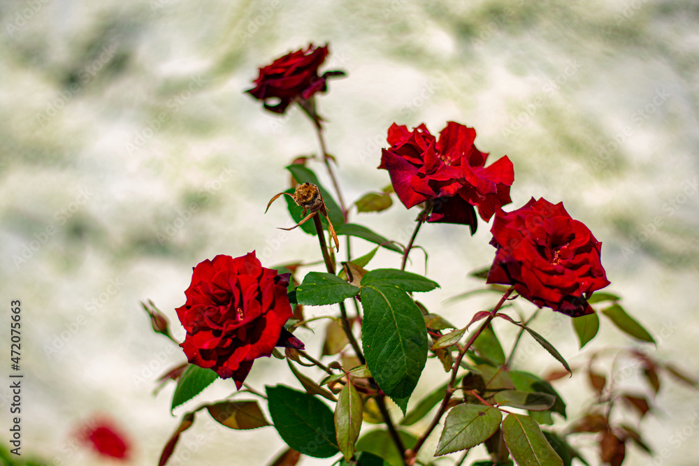 rosa-príncipe-negro, rosas vermelhas no jardim