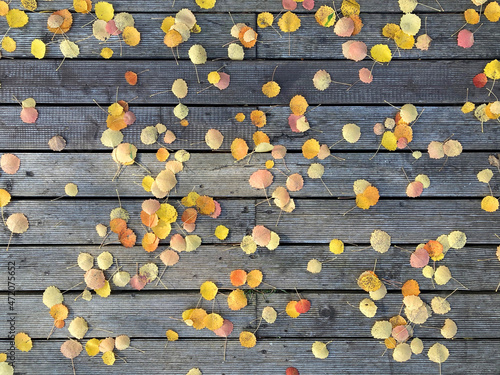 Autumn yellow aspen leaves on the wooden deck. Outdoor texture.