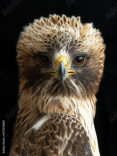 Adult female of Booted eagle. Pale morph . Aquila pennata photo