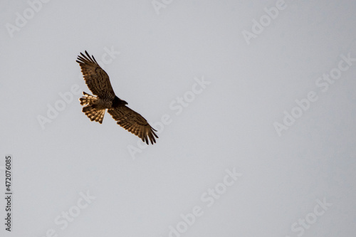 Circaetus gallicus - The European short-toed eagle, is a raptor specialized in hunting snakes and other reptiles. photo