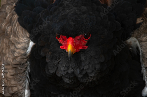 Terathopius ecaudatus - The flying eagle is a species of accipitriform bird in the Accipitridae family. photo