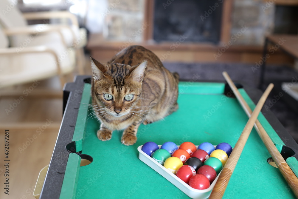 Foto Stunning Bengal cat with pool table