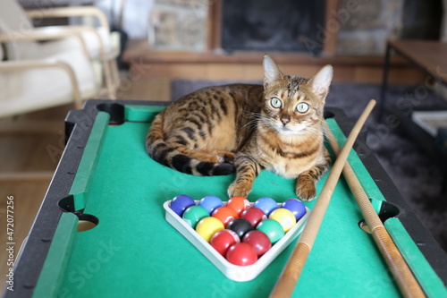 Photography Stunning Bengal cat with pool table