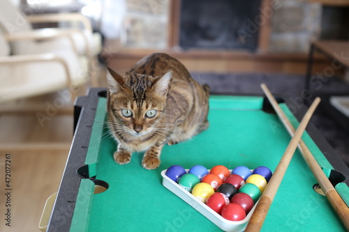 Photography Stunning Bengal cat with pool table