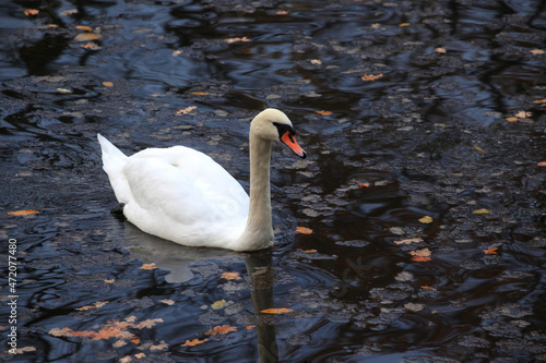 Höckerschwan im Oktober