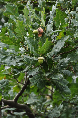 An oak with green leaves and ripe fruits. Acorns on oak branches.