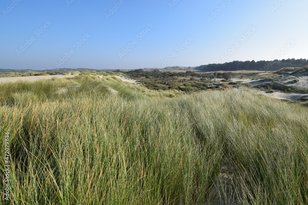 Panoramic view of dunes in the sand in Burgh-Haamstede, Zeeland, the Netherlands