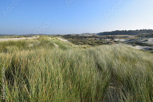 Panoramic view of dunes in the sand in Burgh-Haamstede, Zeeland, the Netherlands