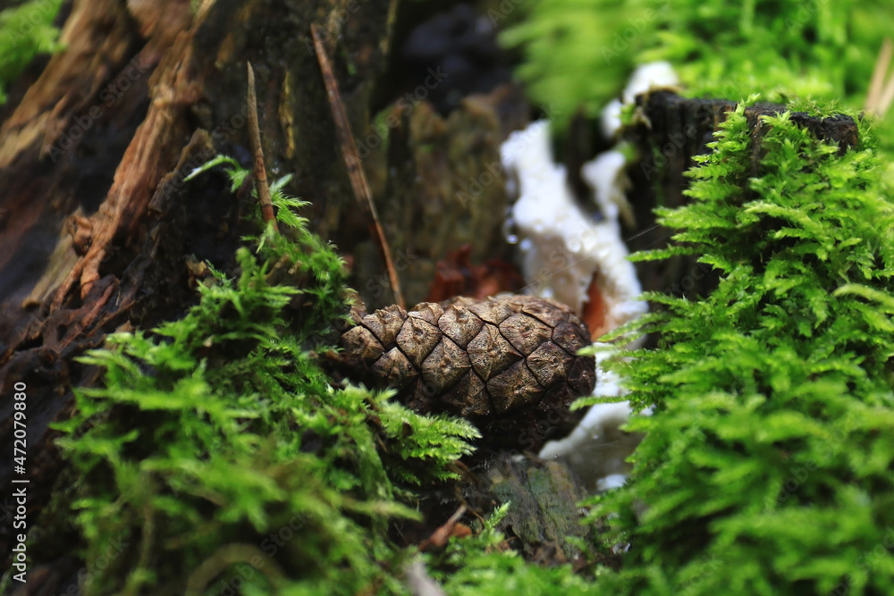 Woodland Scene Woodland Scene