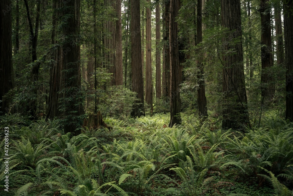 Forest Forest