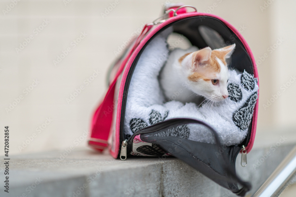 Naklejka premium Beautiful little kitten in a bag for carrying animals.