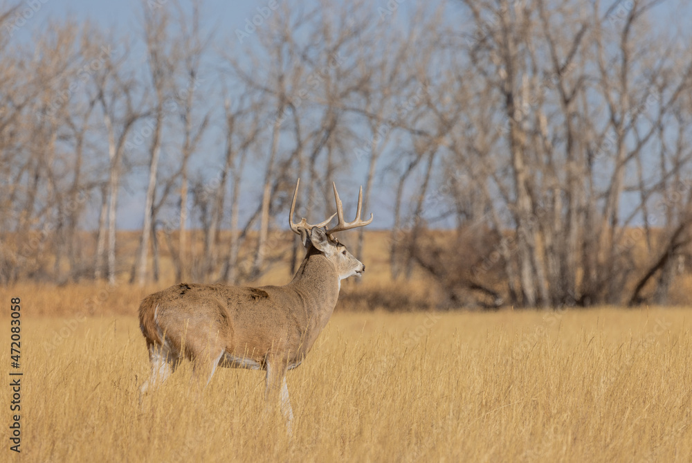 Fototapeta premium Whitetail Deer Buck During the Rut in Colorado in Autumn