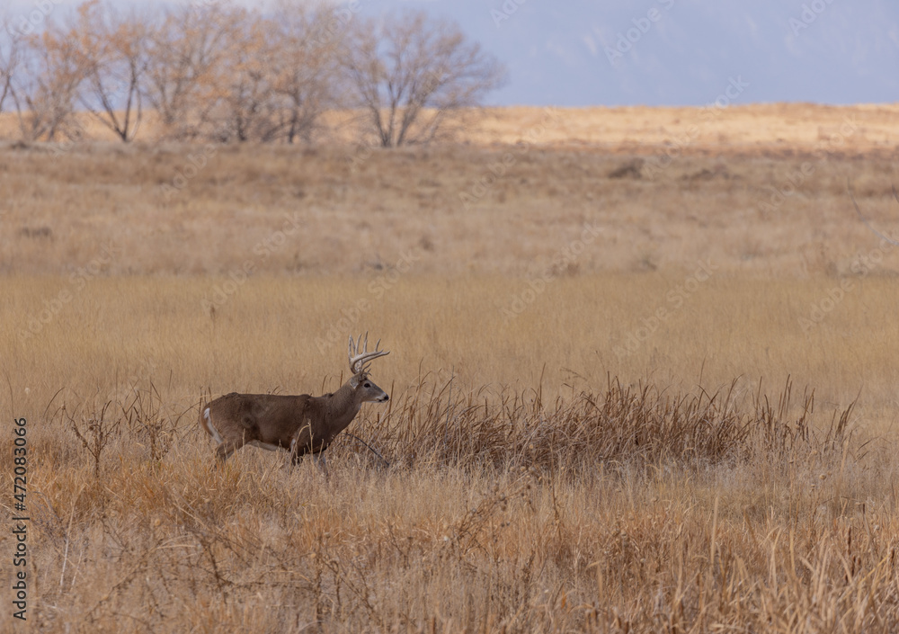 Whitetail Deer Buck During the Rut in Colorado in Autumn