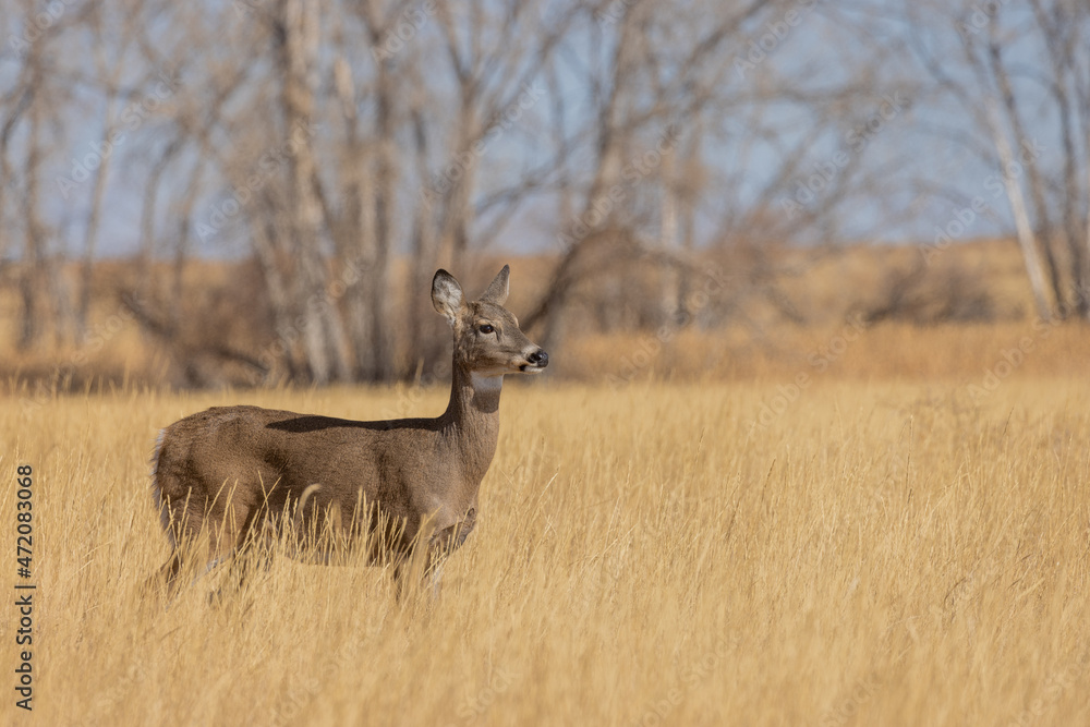 Whitetail Deer Buck During the Rut in Colorado in Autumn Whitetail Deer Buck During the Rut in Colorado in Autumn