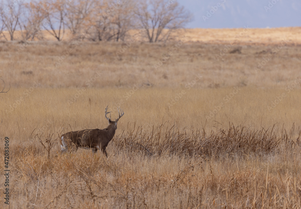 Whitetail Deer Buck During the Rut in Colorado in Autumn Whitetail Deer Buck During the Rut in Colorado in Autumn