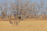 Whitetail Deer Buck During the Rut in Colorado in Autumn