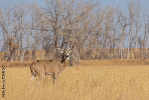 Whitetail Deer Buck During the Rut in Colorado in Autumn