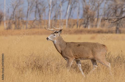 Whitetail Deer Buck During the Rut in Colorado in Autumn