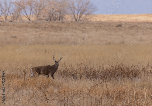Fototapeta Naklejka Na Ścianę i Meble -  Whitetail Deer Buck During the Rut in Colorado in Autumn