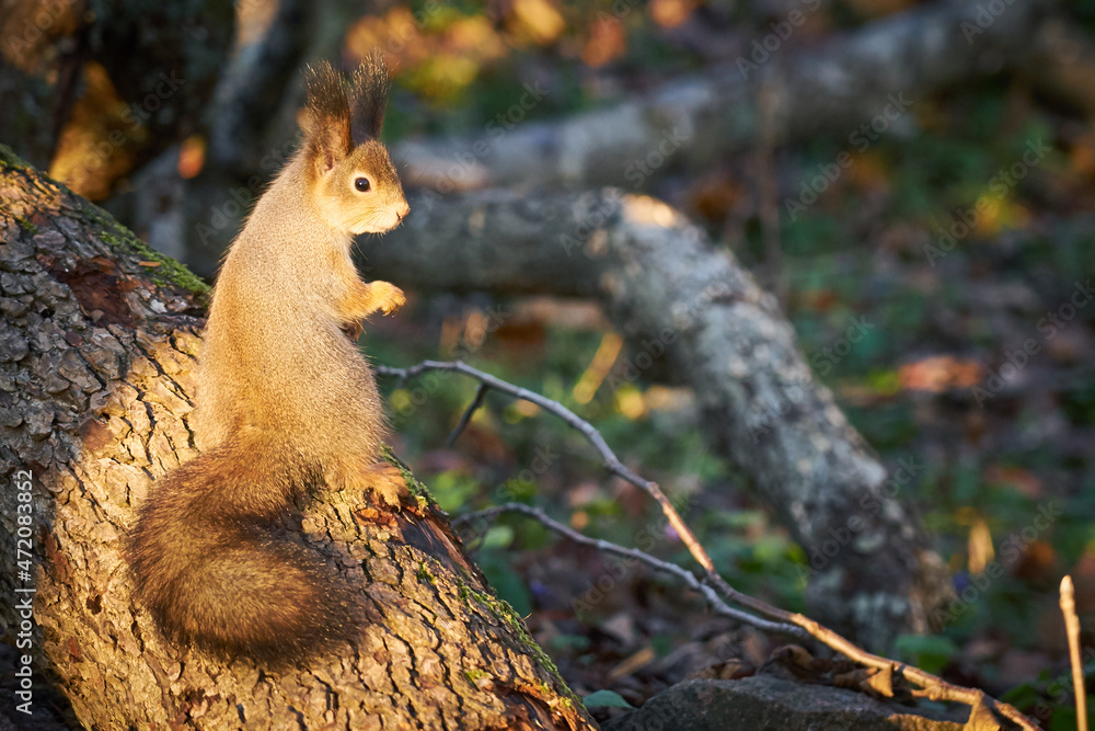Fototapeta premium Squirrel with a nut in its paws in the sun.
