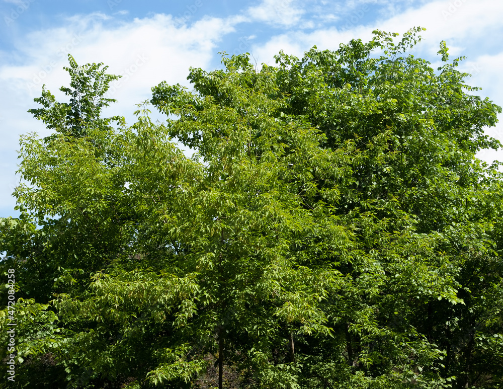 summer background: trees with lush green leaves against blue sky summer background: trees with lush green leaves against blue sky