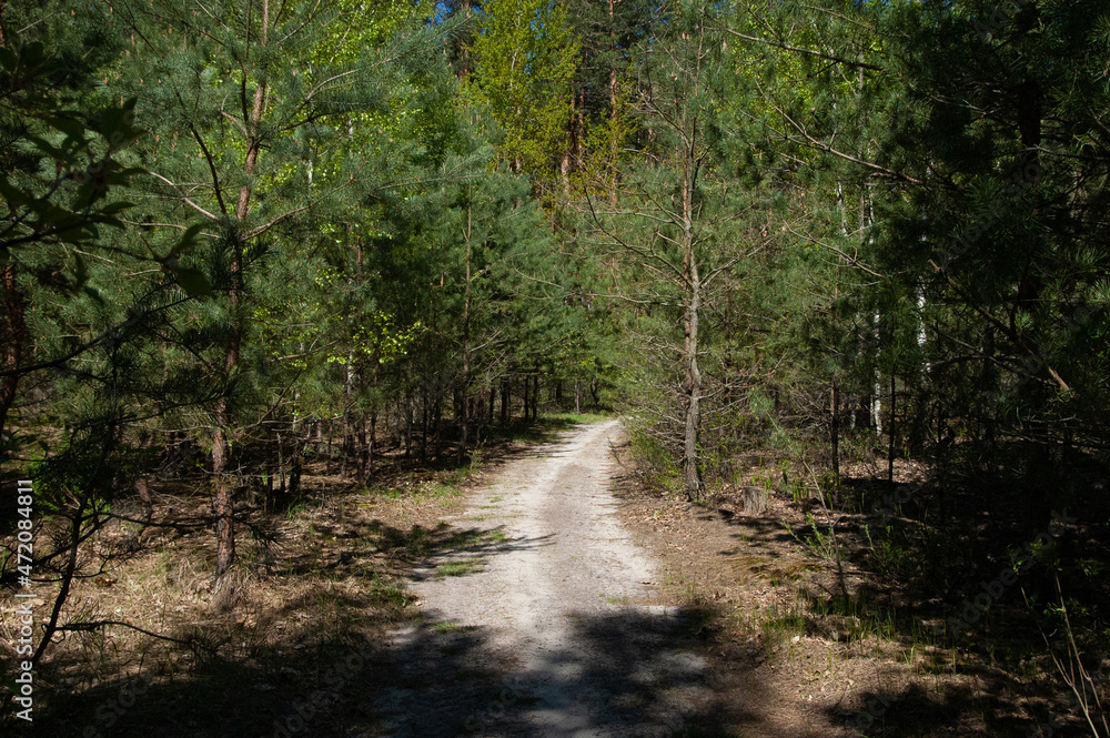 A dirt road in a green coniferous forest A dirt road in a green coniferous forest