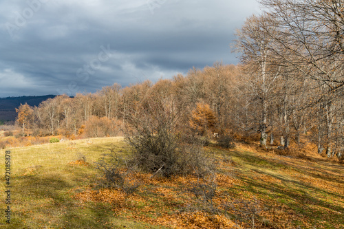 autumn in the forest  Namaiesti Village  Arges  Romania 