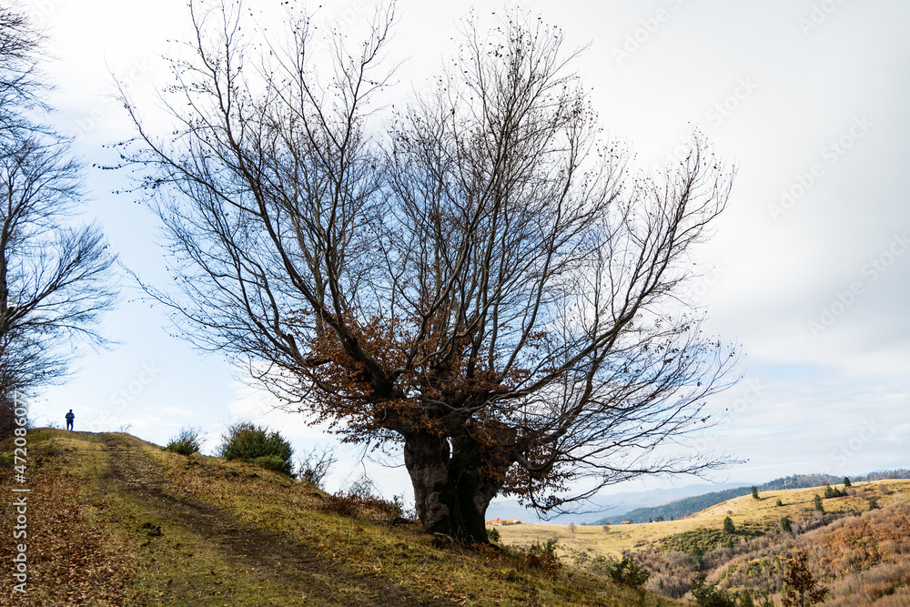 tree on the hill, Namaiesti Village, Arges, Romania tree on the hill, Namaiesti Village, Arges, Romania