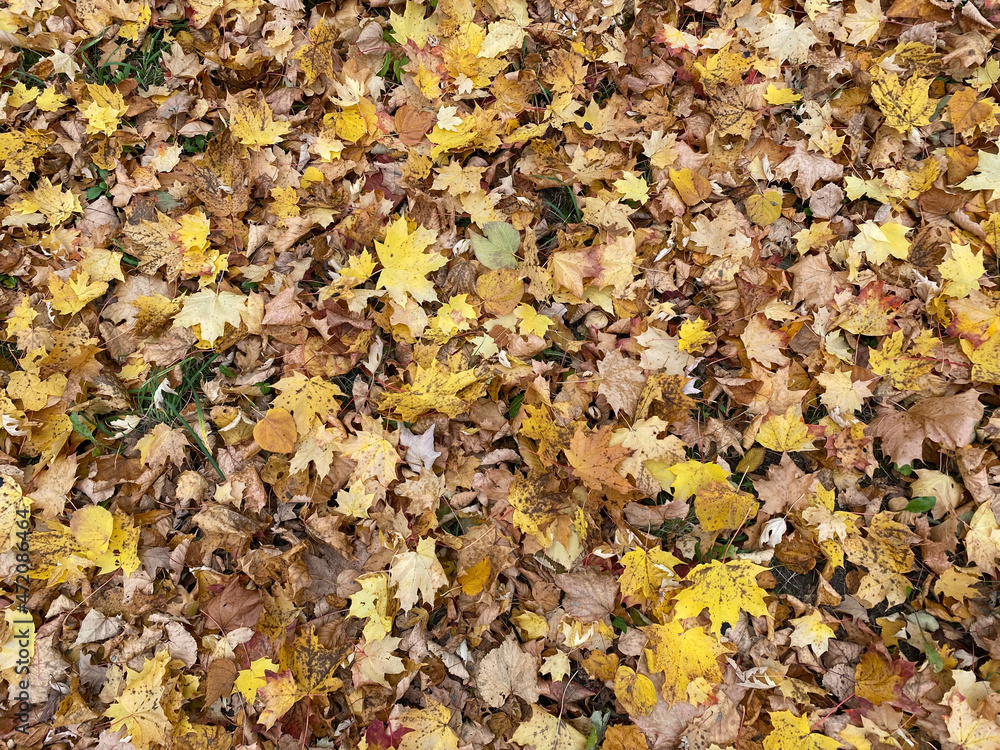 Background group autumn orange leaves. Outdoor Background group autumn orange leaves. Outdoor