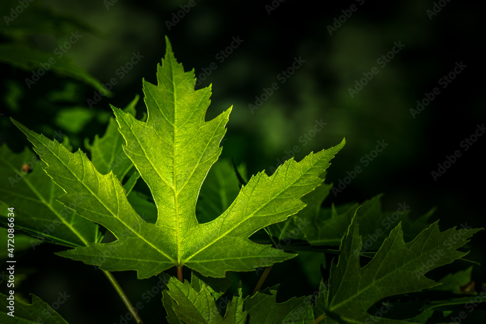 Vibrant green Canadian maple leaf Vibrant green Canadian maple leaf