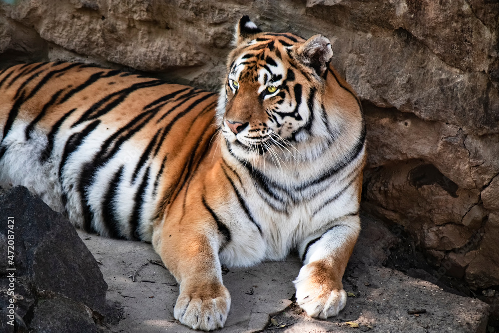 The big striped Amur tiger, the symbol of the Chinese New Year, is resting among the rocks. Congratulations on the 2022 Chinese Happy New Year. A living symbol of the Year of Tiger Chinese zodiac year
