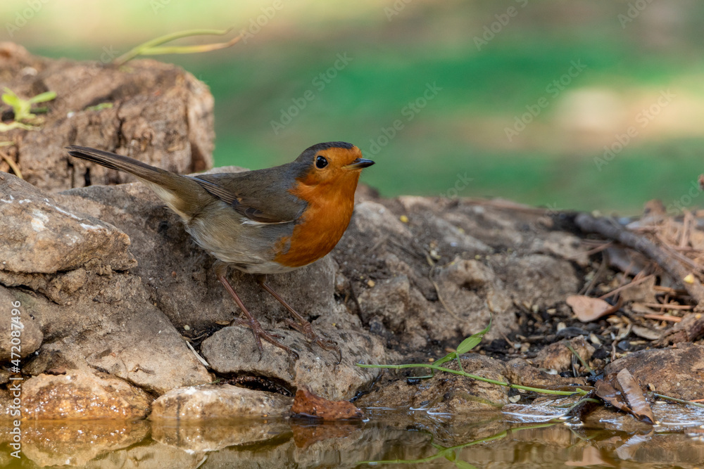 petirrojo europeo en el bosque bebiendo agua (Erithacus rubecula) Ronda Málaga Andalucía España petirrojo europeo en el bosque bebiendo agua (Erithacus rubecula) Ronda Málaga Andalucía España