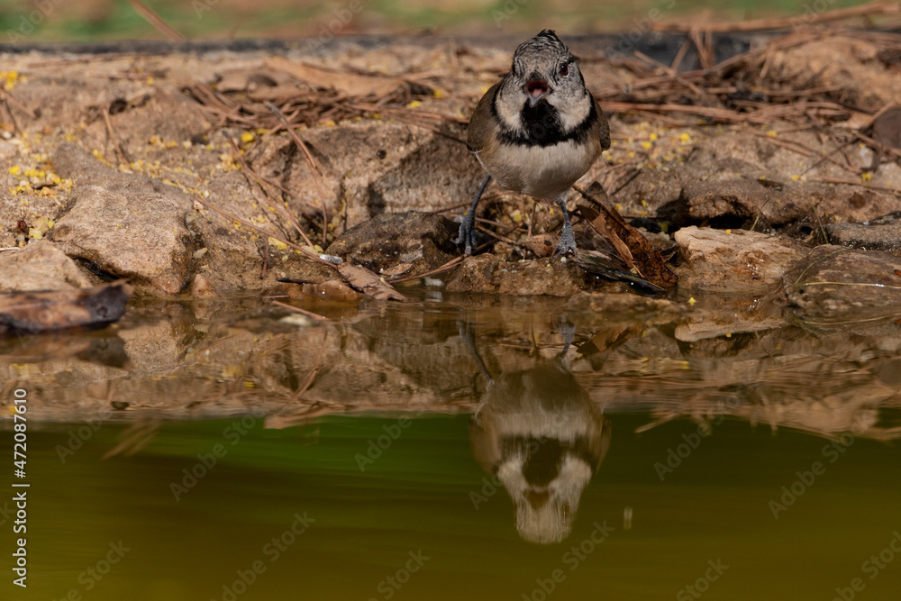 Obraz premium herrerillo capuchino bebiendo agua del estanque (Lophophanes cristatus) Ojén Andalucía España 