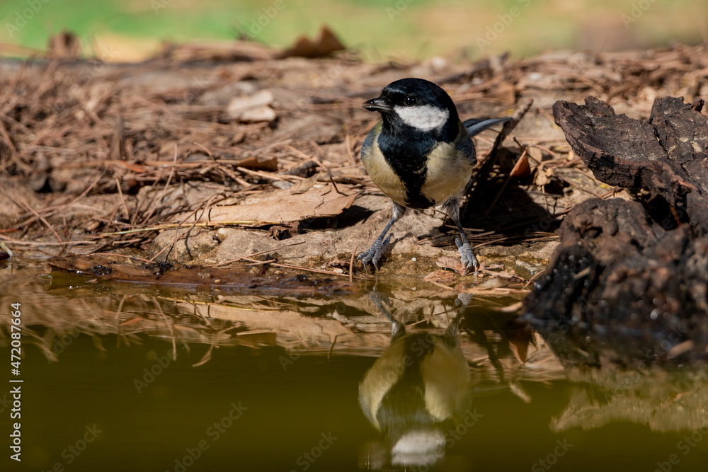 Obraz premium carbonero común bebiendo en el estanque del parque (Parus major) Ojén Andalucía España 