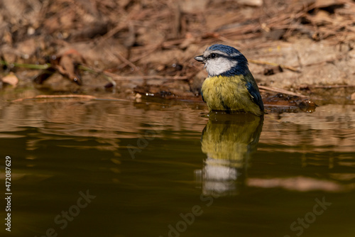  herrerillo común bañándose en el estanque del bosque (Cyanistes caeruleus)​ Ojén Andalucía España 