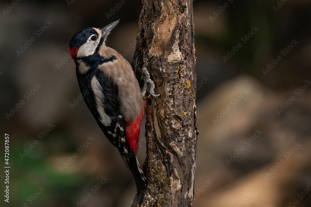  pico picapinos posado en un tronco buscando comida (Dendrocopos major)