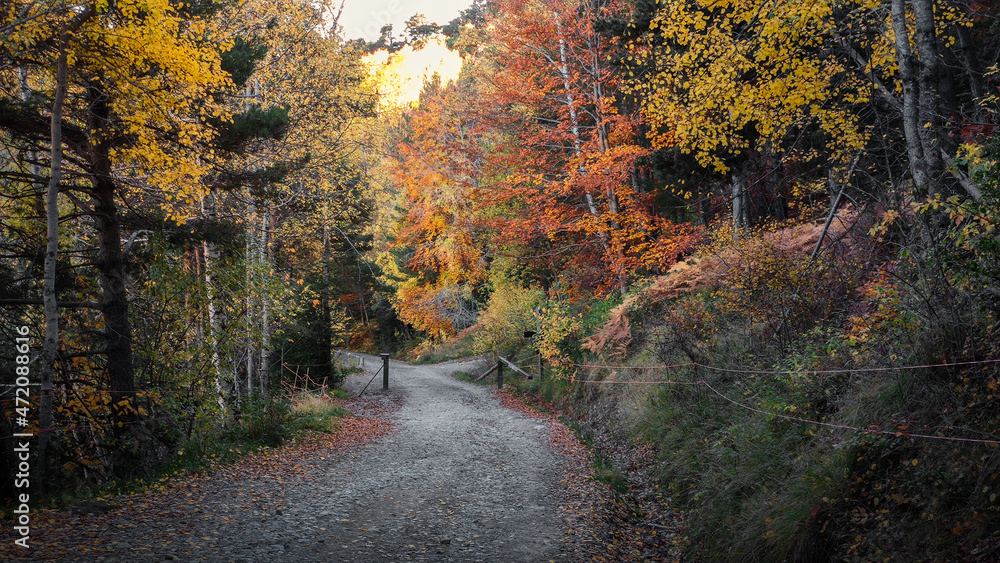 Fototapeta premium Photograph of the Betato forest during Autumn, one of the most important beech forests in the Tena Valley, in Aragon, Spain.