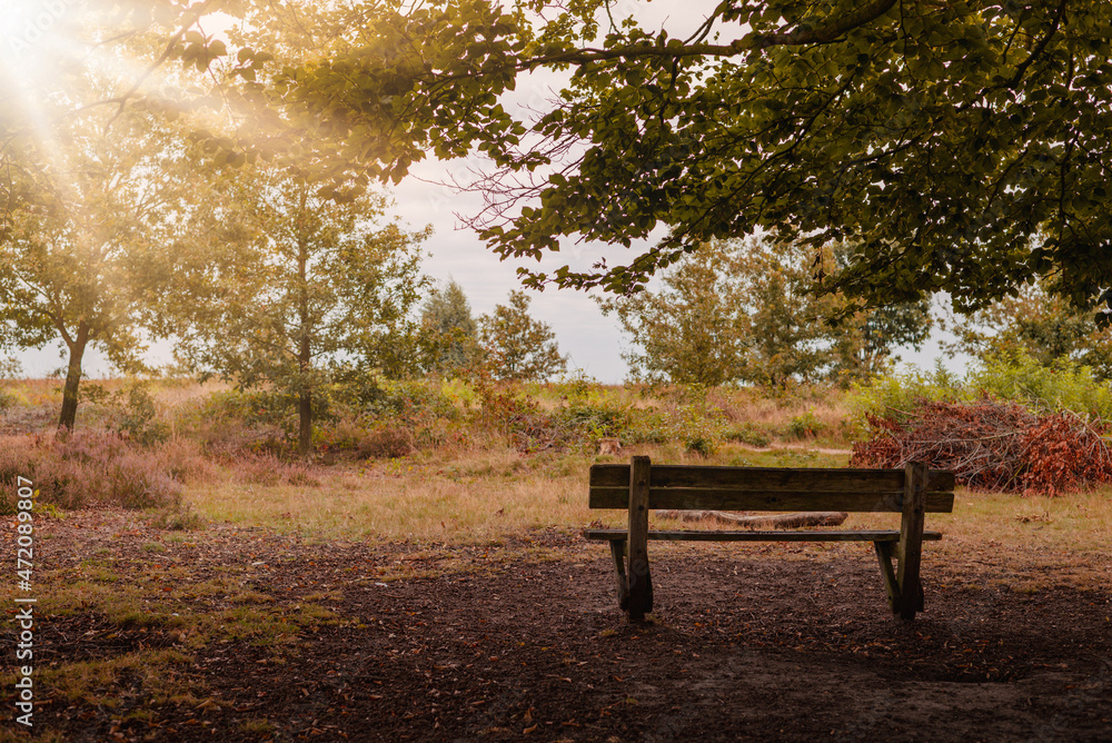 Empty bench in a park in autumn with sun flare 