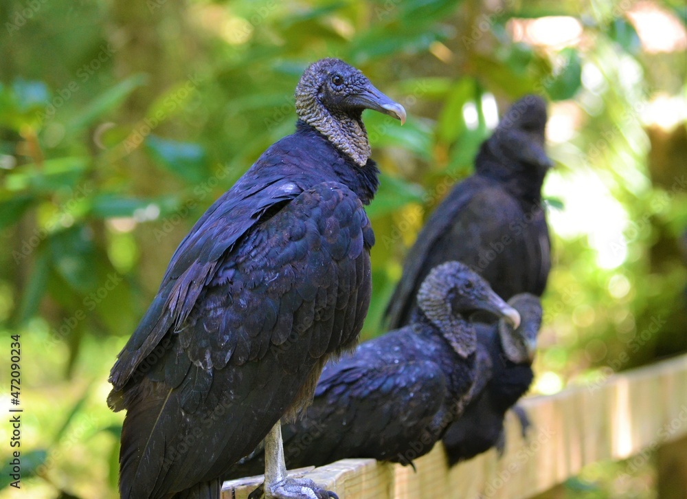 Fototapeta premium Black Vultures