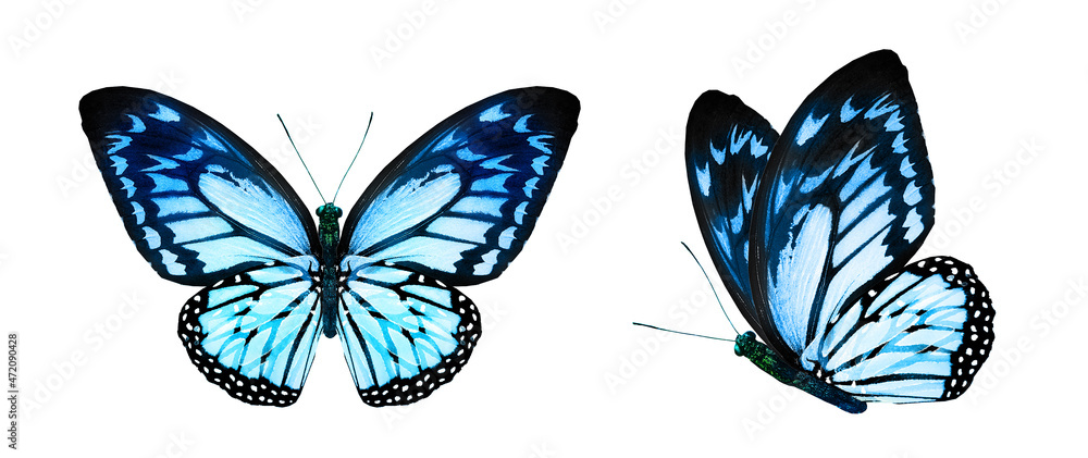 custom made wallpaper toronto digitalColor monarch butterflies, isolated on the white background