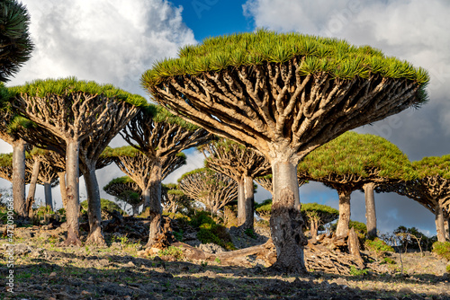 exotic and unique Socotra dragon tree, Dracaena cinnabari photo