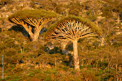 exotic and unique Socotra dragon tree, Dracaena cinnabari photo