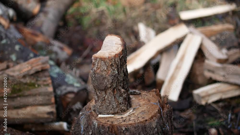 Splitting firewood with a hand ax. Preparing firewood for the winter, A young man's hand in protective gloves places oak logs on a stump and splits them with an axe Splitting firewood with a hand ax. Preparing firewood for the winter, A young man's hand in protective gloves places oak logs on a stump and splits them with an axe